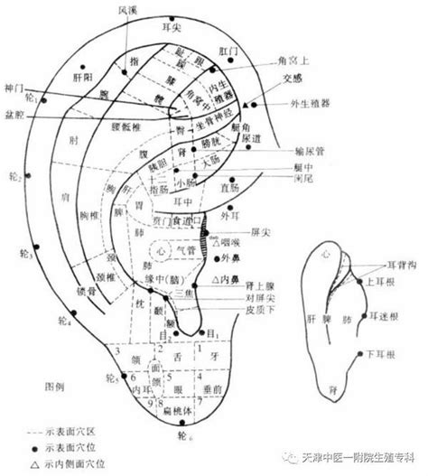 耳穴貼是什麼|為何頭暈、脹氣都要按耳朵？帶你認識中醫「耳穴貼」是什麼！抑。